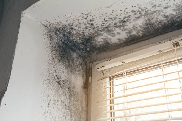 Affordable Mold Cleanup solutions in Antioch, IL